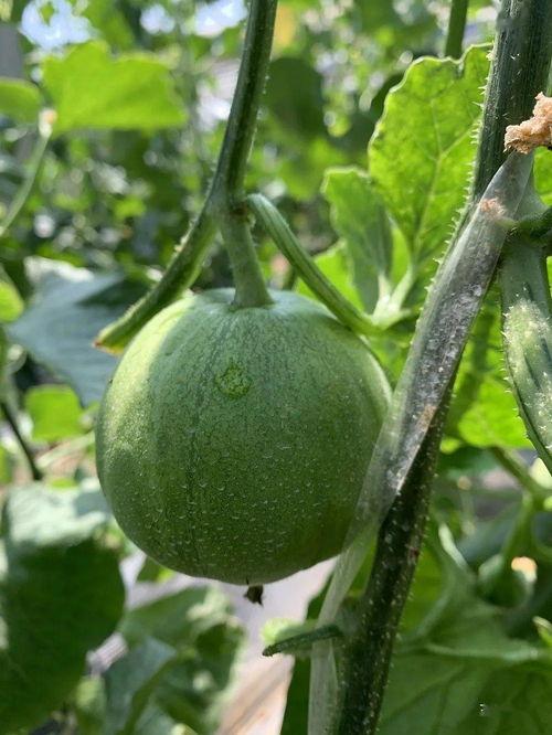 娱乐吃瓜的瓜哪里来的,探寻网络热词背后的故事